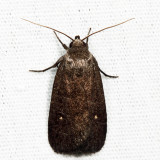 9647 - Miranda Moth - Proxenus miranda