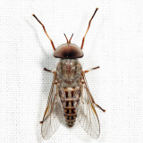 Tabanus sackeni