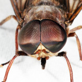 Tabanus catenatus (male)