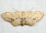 7126 - Single-dotted Wave - Idaea dimidiata