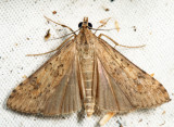5156 - Lucerne Moth - Nomophila nearctica