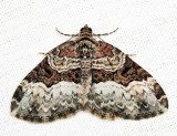 7399 - Sharp-angled Carpet - Euphyia intermediata
