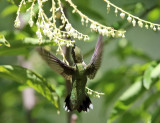 Ruby-throated Hummingbird - Archilochus colubris