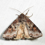 10304  Striped Garden Caterpillar Moth  Trichordestra legitima