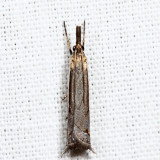 5393  Diminutive Grass-veneer  Raphiptera argillaceellus