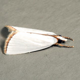 5464 - Snowy Urola - Urola nivalis