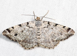 6343  Six-spotted Angle  Macaria sexmaculata