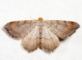 6340 - Minor Angle - Macaria minorata