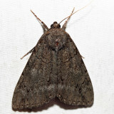 8784  Obscure Underwing  Catocala obscura