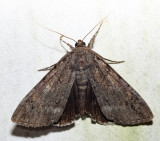 8784  Obscure Underwing  Catocala obscura