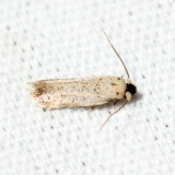 Ectoedemia sp.