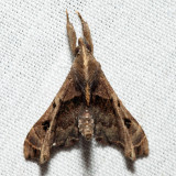 8398 - Faint-spotted Palthis - Palthis asopialis