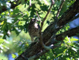 Broad-winged Hawk - Buteo platypterus