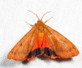 8121 - Orange Virbia - Virbia aurantiaca