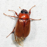 Phyllophaga sp.