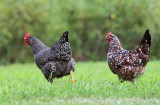 Barred Plymouth Rock & Speckled Sussex Chicken