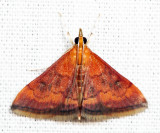 5051 - Variable Reddish Pyrausta - Pyrausta rubricalis