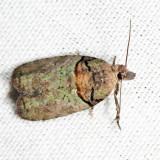 3286 - Raspberry Leaf-roller - Epinotia medioviridana