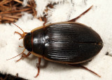 Understriped Diving Beetle (female) - Dytiscus fasciventris