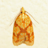 3695  Sparganothis Fruitworm Moth  Sparganothis sulfureana