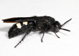 Double-banded Scoliid - Scolia bicincta