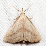 8357.1 -  Twin-dotted Macrochilo - Macrochilo hypocritalis