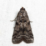 5839.99 - Pyla sp.