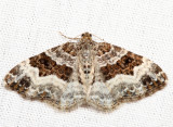 7394 - White-banded Toothed Carpet - Epirrhoe alternata