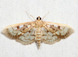 5277 - Zigzag Herpetogramma - Herpetogramma thestealis