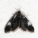 4754 - Elophila tinealis