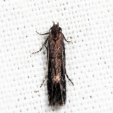 2222 - Syncopacma palpilineella