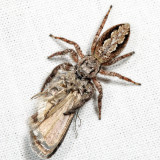 Platycryptus undatus