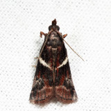 6012 - Crescent-winged Caudellia - Caudellia apyrella