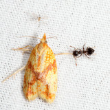 3695 – Sparganothis Fruitworm Moth – Sparganothis sulfureana (attacked by an ant)
