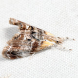 4889 - Julia's Dicymolomia - Dicymolomia julianalis