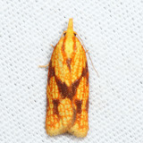 3695  Sparganothis Fruitworm Moth  Sparganothis sulfureana