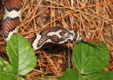 Eastern Milk Snake - Lampropeltis triangulum triangulum