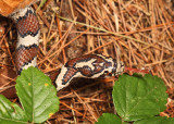 Eastern Milk Snake - Lampropeltis triangulum triangulum