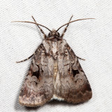 10680 - Knee-joint Dart - Feltia geniculata