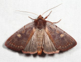 10969 - Dull Reddish Dart - Xestia dilucida