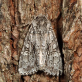 9980 - Acadian Sallow - Xylotype arcadia