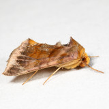 8898 - Unspotted Looper - Allagrapha aerea