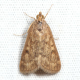 4975 - Garden Webworm Moth - Achyra rantalis