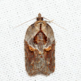 3536 - Robinsons Acleris - Acleris robinsoniana