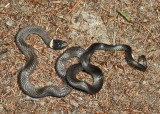 Northern Ring-neck Snake - Diadophis punctatus edwardsi