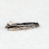0272 – Nemapogon rileyi