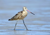 Marbled Godwit - Limosa fedoa