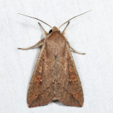 10438 - Armyworm Moth - Mythimna unipuncta