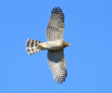 Cooper's Hawk - Accipiter cooperii
