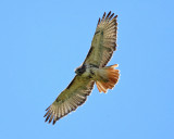 Red-tailed Hawk - Buteo jamaicensis 